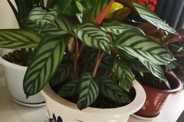 飞羽竹芋叶子下垂怎么处理，需加强通风