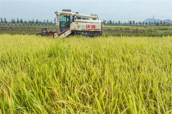 我国四大粮食作物是什么，是水稻、小麦、玉米、大豆