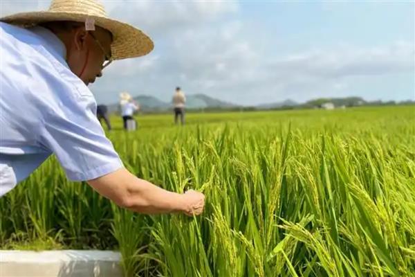 我国四大粮食作物是什么，是水稻、小麦、玉米、大豆