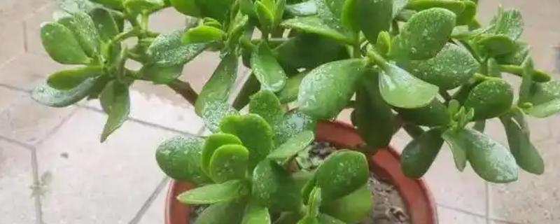 家里不能种玉树花的原因，汁液含有毒素