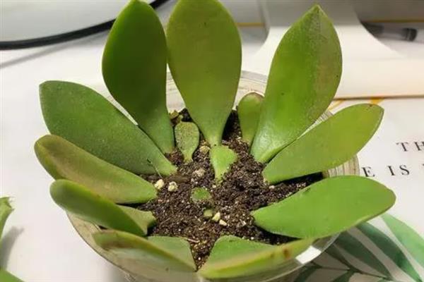 家里不能种玉树花的原因，汁液含有毒素
