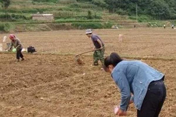 杨梅的播种方式，通常在10月中下旬播种