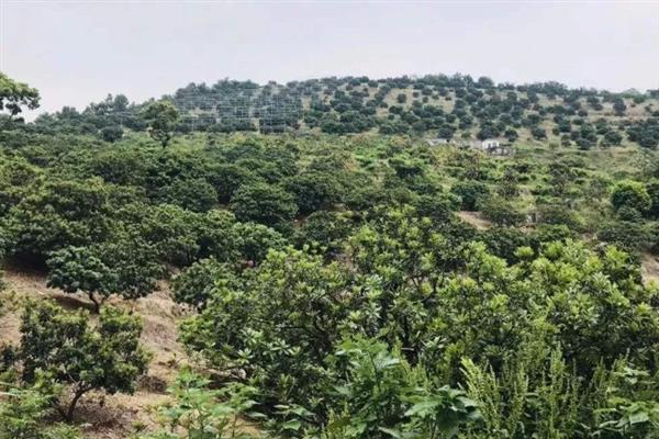 杨梅的播种方式，通常在10月中下旬播种
