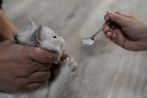 猫多大容易感染滴虫，2岁以下容易感染