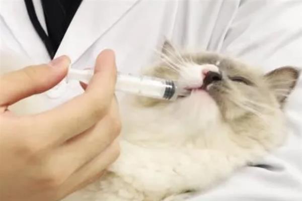 猫多大容易感染滴虫，2岁以下容易感染