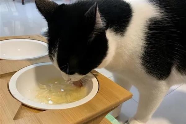 猫多大容易感染滴虫，2岁以下容易感染