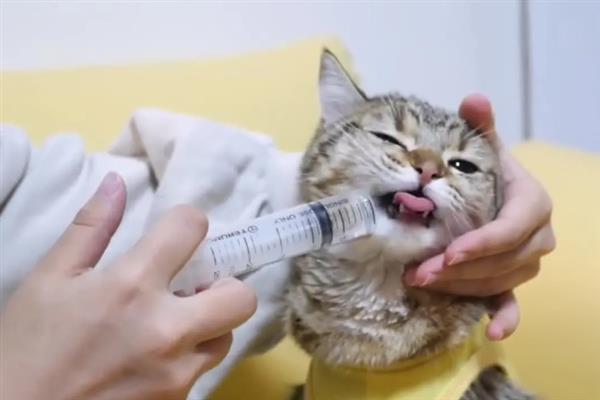 猫多大容易感染滴虫，2岁以下容易感染