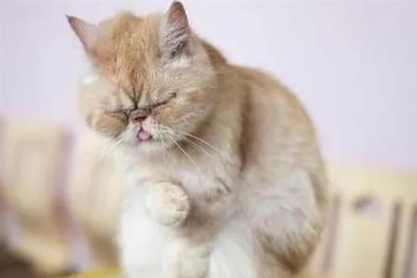 猫多大容易感染滴虫，2岁以下容易感染
