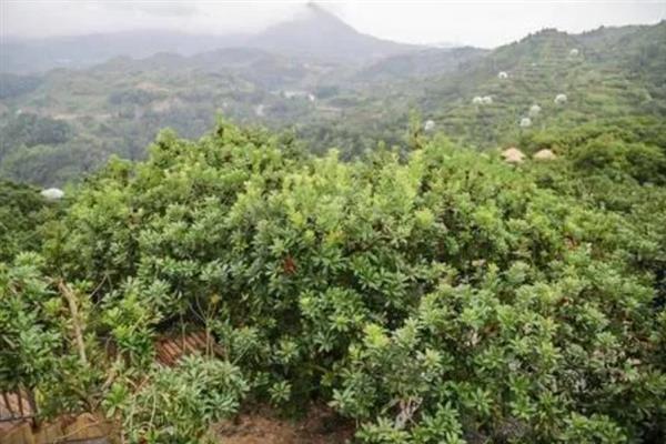 杨梅的播种方式，通常在10月中下旬播种