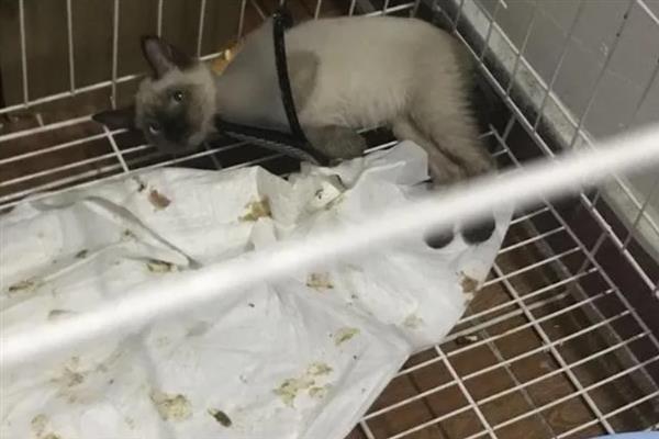 猫多大容易感染滴虫，2岁以下容易感染