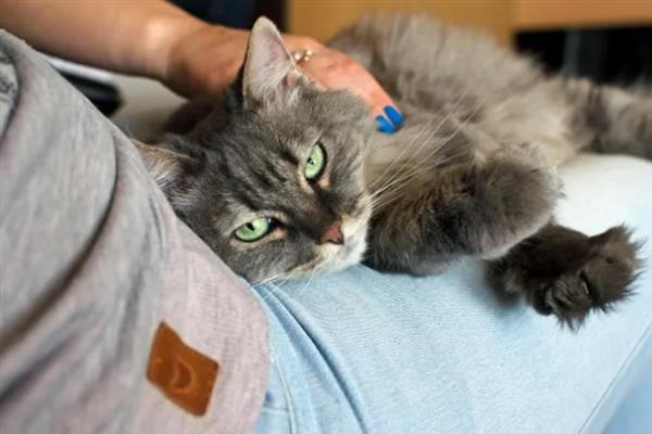 猫多大容易感染滴虫，2岁以下容易感染