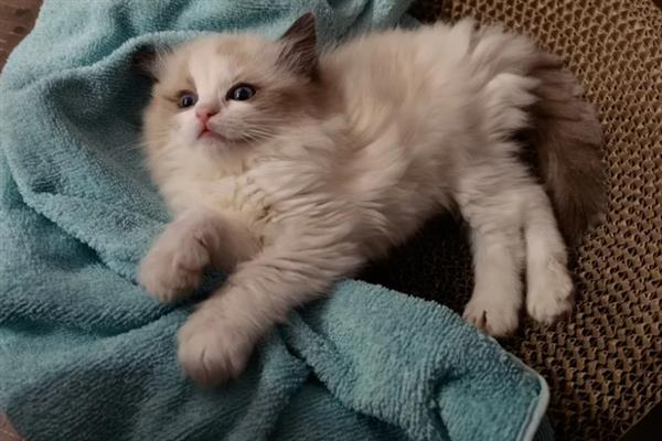猫多大容易感染滴虫，2岁以下容易感染