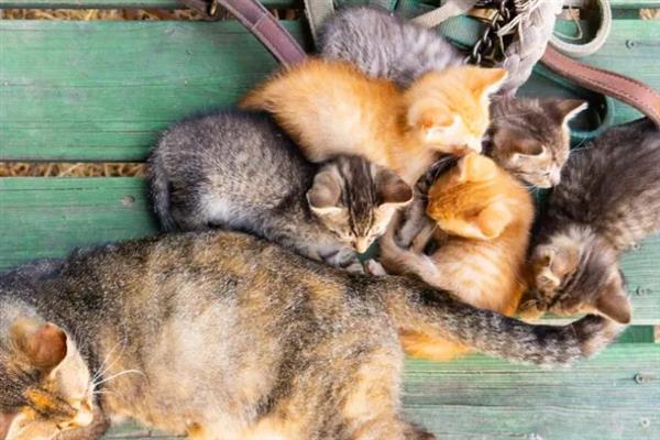 猫多大容易感染滴虫，2岁以下容易感染