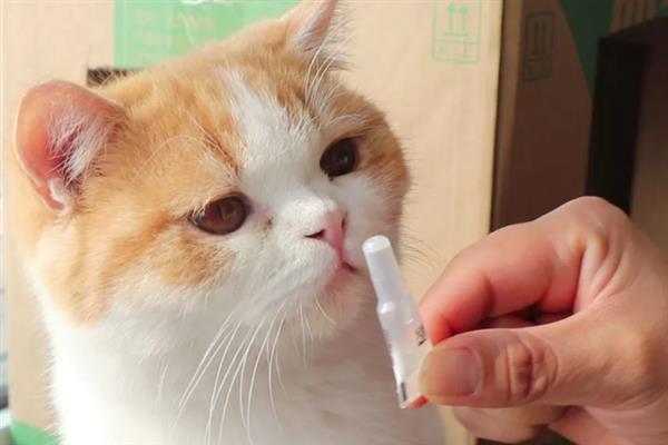 猫多大容易感染滴虫，2岁以下容易感染