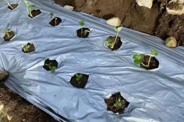 雨季怎么避免茄子腐烂，播种前对种子消毒可预防绵疫病