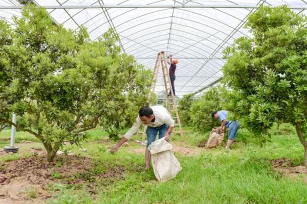 杨梅的播种方式，通常在10月中下旬播种