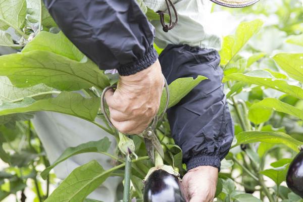 雨季怎么避免茄子腐烂，播种前对种子消毒可预防绵疫病