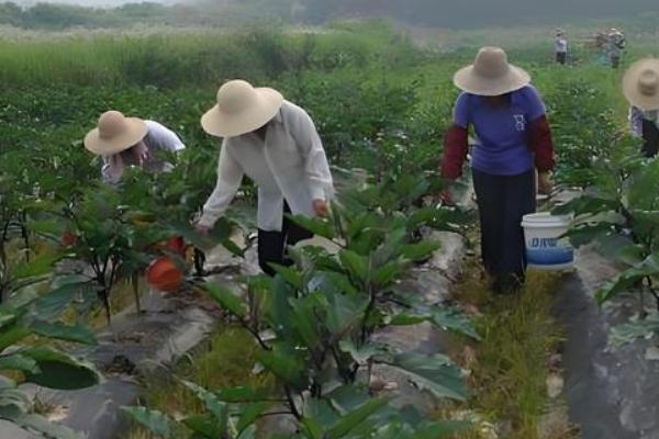 雨季怎么避免茄子腐烂，播种前对种子消毒可预防绵疫病