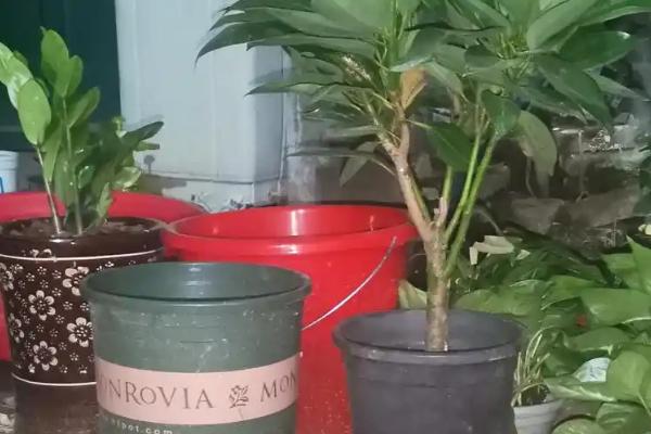 平安树叶子干枯怎么办，需生长在光照比较充足环境中