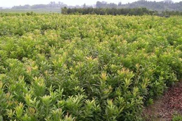 杨梅的播种方式，通常在10月中下旬播种