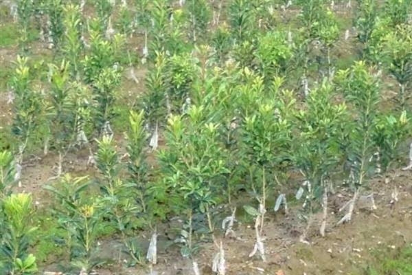 杨梅的播种方式，通常在10月中下旬播种