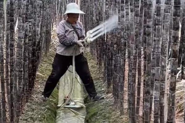 哪里的甘蔗出名，广西玉林的甘蔗出名