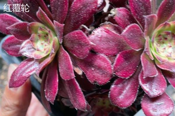 红覆轮和美杜莎的区别,其叶片不同