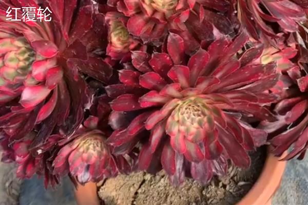 红覆轮和美杜莎的区别,其叶片不同