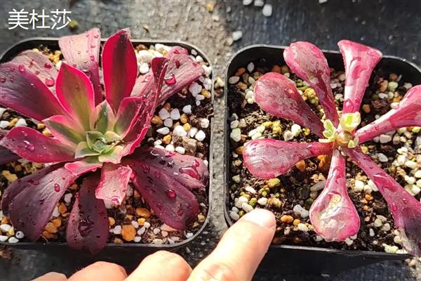 红覆轮和美杜莎的区别,其叶片不同