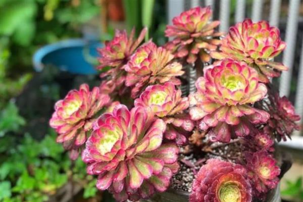 红覆轮和美杜莎的区别,其叶片不同