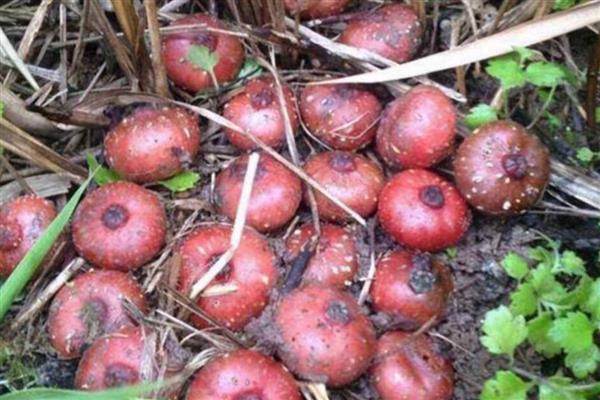 地枇杷的产地,在我国南方广泛分布