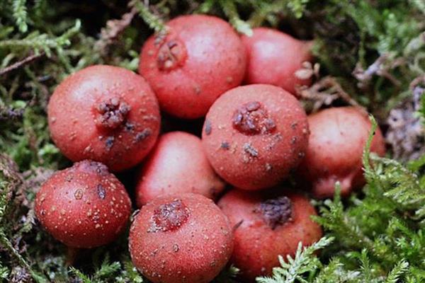 地枇杷的产地,在我国南方广泛分布