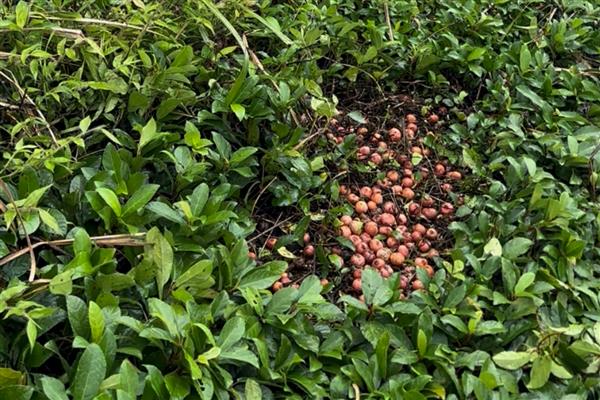 地枇杷的产地,在我国南方广泛分布