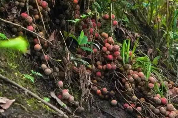 地枇杷的产地,在我国南方广泛分布