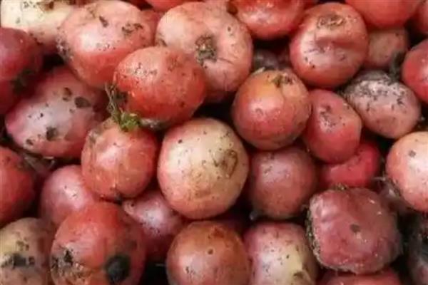 地枇杷的产地,在我国南方广泛分布