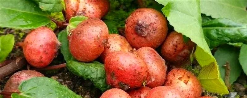 地枇杷的产地，在我国南方广泛分布