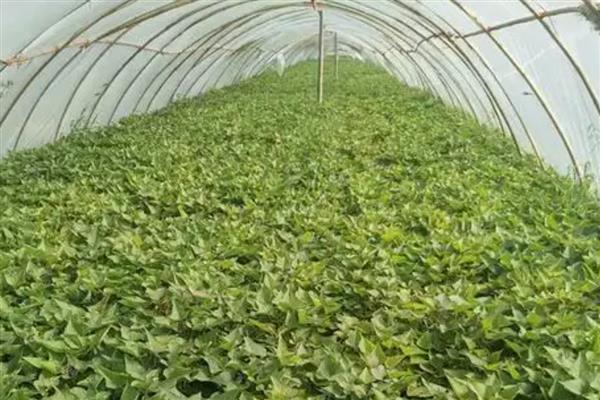 紫甘薯的育苗技术，需磷、钾肥较多