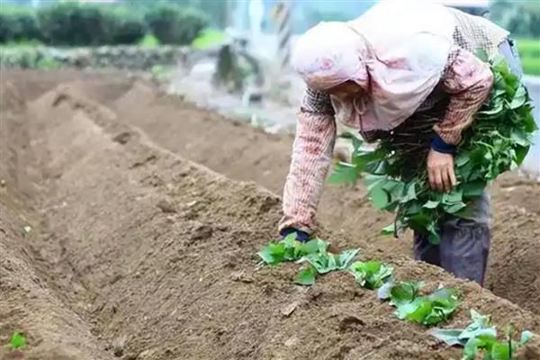 紫甘薯的育苗技术，需磷、钾肥较多