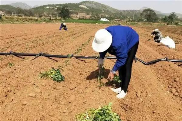 紫甘薯的育苗技术，需磷、钾肥较多