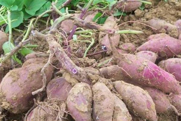 紫甘薯的育苗技术，需磷、钾肥较多