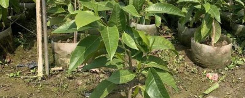 黄玉兰如何养殖，喜欢生长在温暖环境中