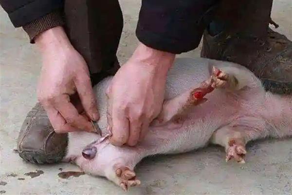 小猪阉割不疼的原因，注射麻醉剂便不会感到疼痛