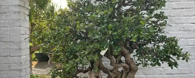 九里香怎么修剪，可通过摘心修剪法促进开花