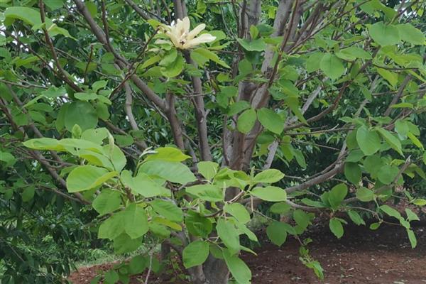 黄玉兰如何养殖，喜欢生长在温暖环境中