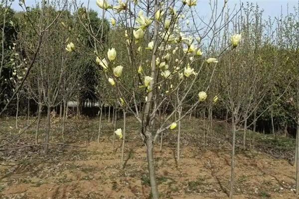 黄玉兰如何养殖，喜欢生长在温暖环境中