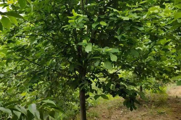 黄玉兰如何养殖，喜欢生长在温暖环境中