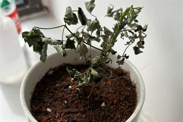花上长满白色的虱子怎么处理，需及时剪除虫枝
