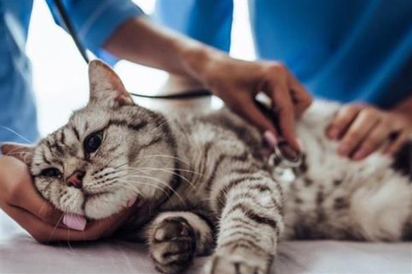 猫尿道造口的方法，包括会阴部造口和叶氏尿道造口