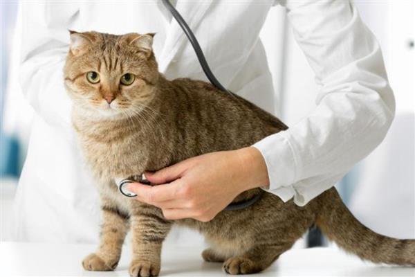 猫尿道造口的方法，包括会阴部造口和叶氏尿道造口