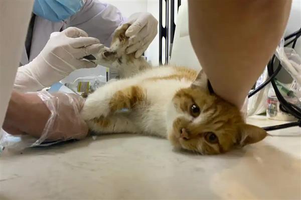 猫尿道造口的方法，包括会阴部造口和叶氏尿道造口